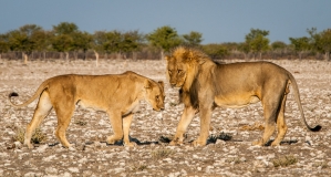 Lion couple standing, Namibia